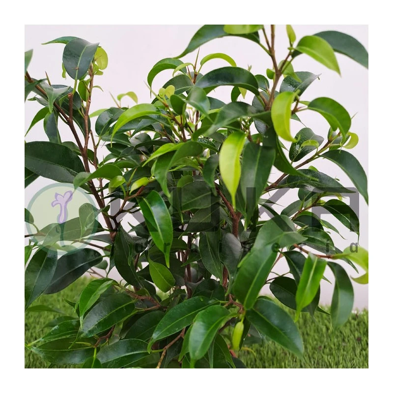 Ficus Benjamina Natasja 3 Ficus Benjamina Natasja