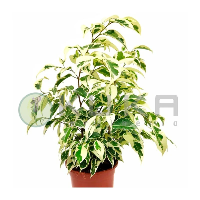 Ficus Benjamina Starlight 4 Ficus Benjamina Starlight - Imagen 2