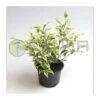 Ficus Benjamina Starlight 2 Ficus Benjamina Starlight -Suministros De Jardineria Ventas 2024 ficus benjamina starlight