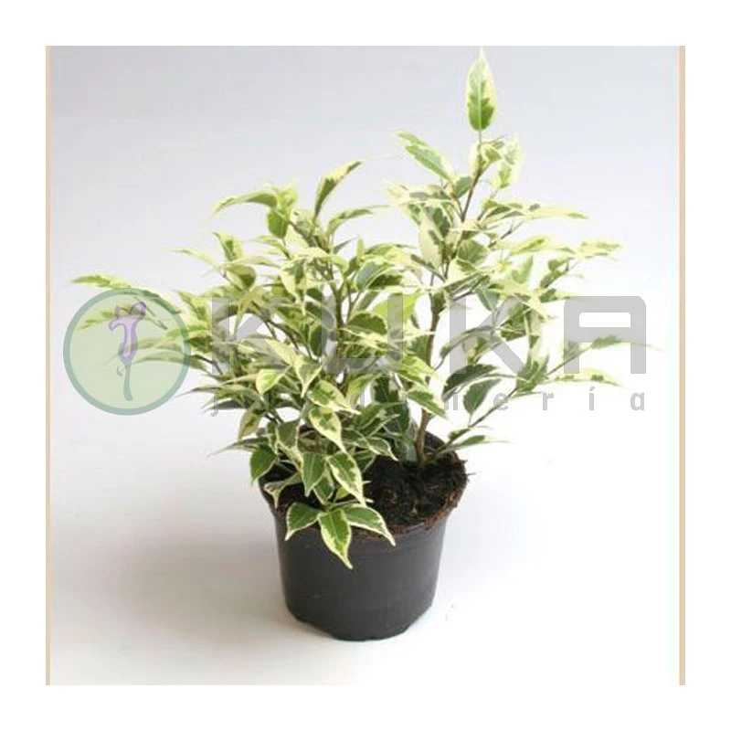 Ficus Benjamina Starlight 3 Ficus Benjamina Starlight