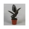 Ficus Elastica Abidjan 2 Ficus Elastica Abidjan -Suministros De Jardineria Ventas 2024 ficus elastica abidjan