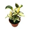 Ficus Gemengd -Suministros De Jardineria Ventas 2024 ficus gemengd