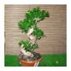 Ficus Ginsend Espiral 2 Ficus Ginsend Espiral -Suministros De Jardineria Ventas 2024 ficus ginsend espiral