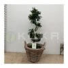 Ficus Ginseng Curvo -Suministros De Jardineria Ventas 2024 ficus ginseng curvo