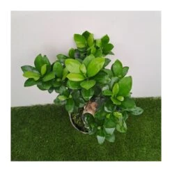 Ficus Ginseng Pre-bonsái 5 Ficus Ginseng Pre-bonsái -Suministros De Jardineria Ventas 2024 ficus ginseng pre bonsai 1