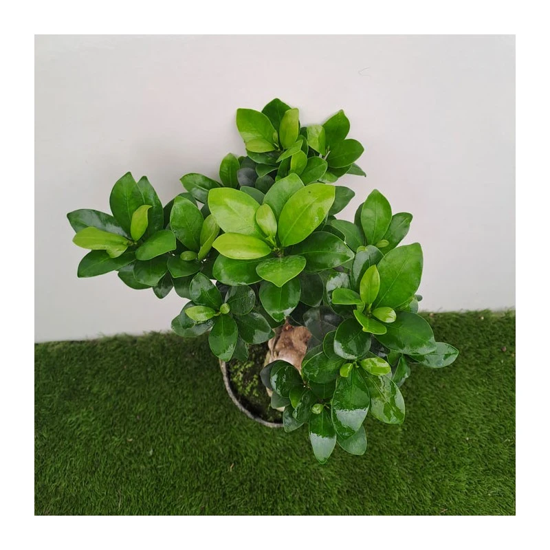 Ficus Ginseng Pre-bonsái 4 Ficus Ginseng Pre-bonsái - Imagen 2