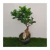 Ficus Ginseng Pre-bonsái -Suministros De Jardineria Ventas 2024 ficus ginseng pre bonsai
