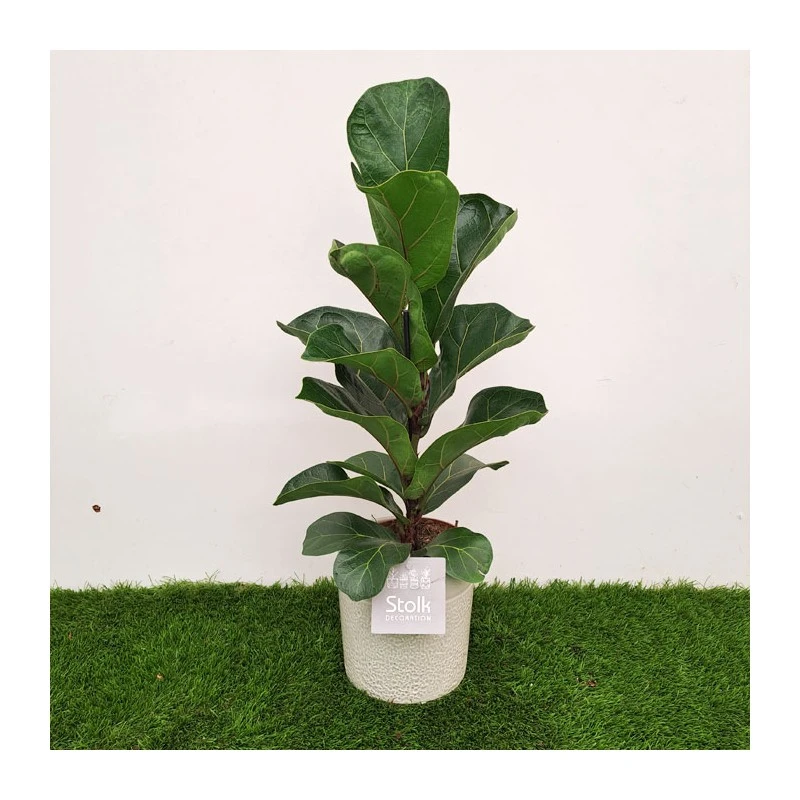 Ficus Lyrata 4 Ficus Lyrata - Imagen 2