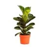 Ficus Lyrata Bambino -Suministros De Jardineria Ventas 2024 ficus lyrata bambino