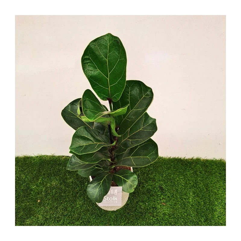Ficus Lyrata 3 Ficus Lyrata