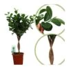 Ficus Microcarpa Moclame 1 Ficus Microcarpa Moclame -Suministros De Jardineria Ventas 2024 ficus microcarpa moclame