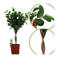 Ficus Microcarpa Moclame