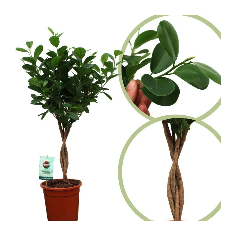 Ficus Microcarpa Moclame 3 Ficus Microcarpa Moclame