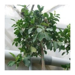 Ficus Retusa Nítida Ejemplar -Suministros De Jardineria Ventas 2024 ficus retusa nitida 1