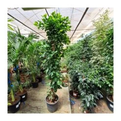 Ficus Retusa Piramide 5 Ficus Retusa Piramide -Suministros De Jardineria Ventas 2024 ficus retusa nitida 4