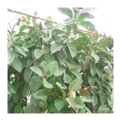 Ficus Elastica Robusta 7 Ficus Elastica Robusta -Suministros De Jardineria Ventas 2024 ficus robusta 1