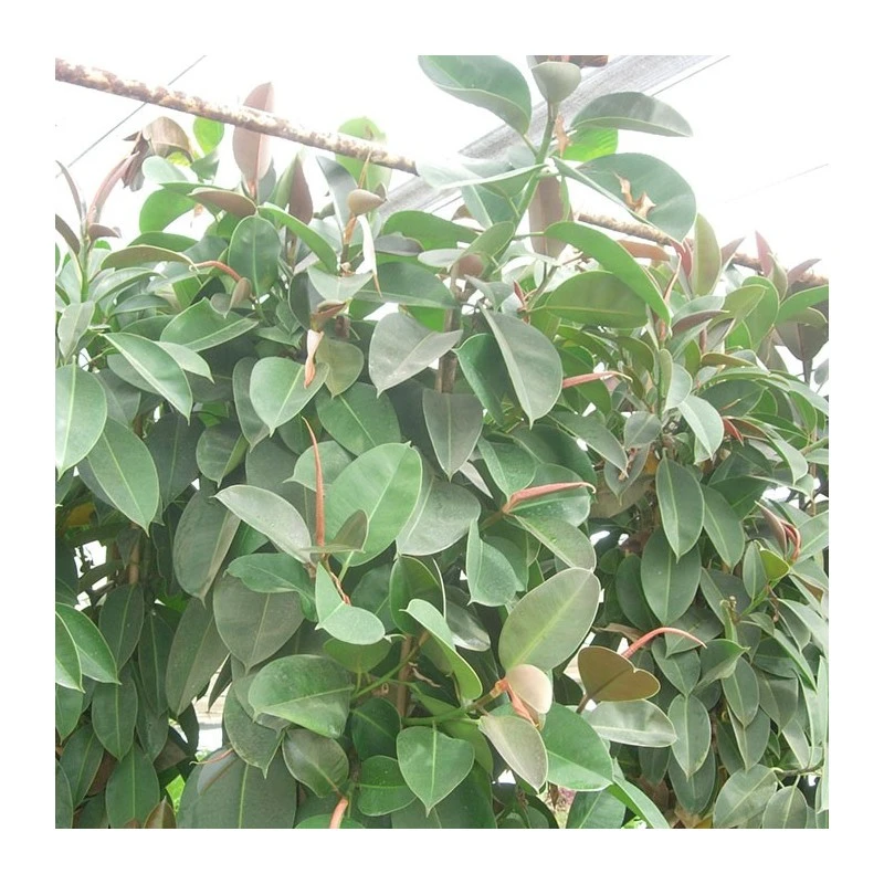 Ficus Elastica Robusta 4 Ficus Elastica Robusta - Imagen 2