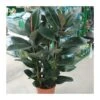 Ficus Elastica Robusta -Suministros De Jardineria Ventas 2024 ficus robusta