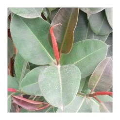 Ficus Elastica Robusta 8 Ficus Elastica Robusta -Suministros De Jardineria Ventas 2024 ficus robusta 2