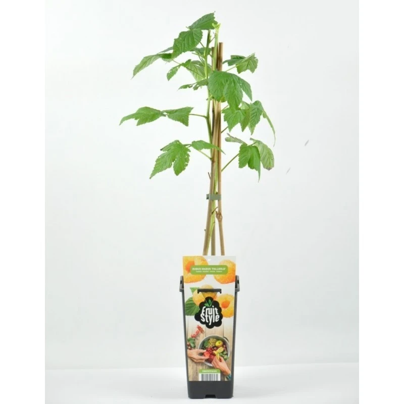 Frambuesa Amarilla Certificado M.P.S 3 Frambuesa Amarilla Certificado M.P.S