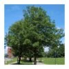 Fraxinus Angustifolia 1 Fraxinus Angustifolia -Suministros De Jardineria Ventas 2024 fraxinus angustifolia