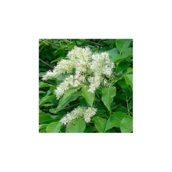 Fraxinus Ornus