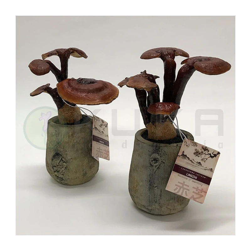 Hongo. Ganoderma Lucidum Lingzhi 3 Hongo. Ganoderma Lucidum Lingzhi