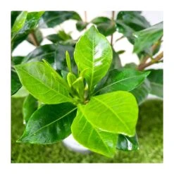 Gardenia Jasminoides Pinwheel 7 Gardenia Jasminoides Pinwheel -Suministros De Jardineria Ventas 2024 gardenia jasminoides 1