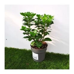 Gardenia Jasminoides Pinwheel 8 Gardenia Jasminoides Pinwheel -Suministros De Jardineria Ventas 2024 gardenia jasminoides 2