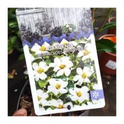 Gardenia Jasminoides Pinwheel 9 Gardenia Jasminoides Pinwheel -Suministros De Jardineria Ventas 2024 gardenia jasminoides 3