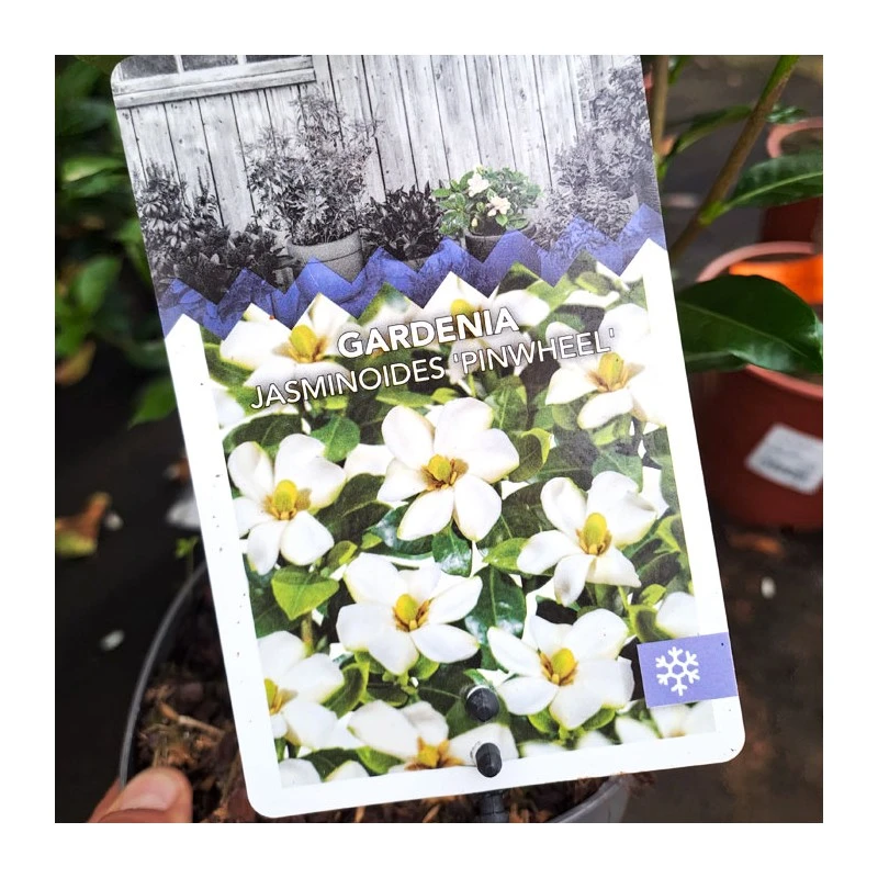 Gardenia Jasminoides Pinwheel 6 Gardenia Jasminoides Pinwheel - Imagen 4