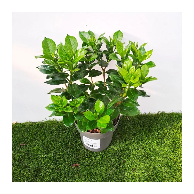 Gardenia Jasminoides Pinwheel 3 Gardenia Jasminoides Pinwheel