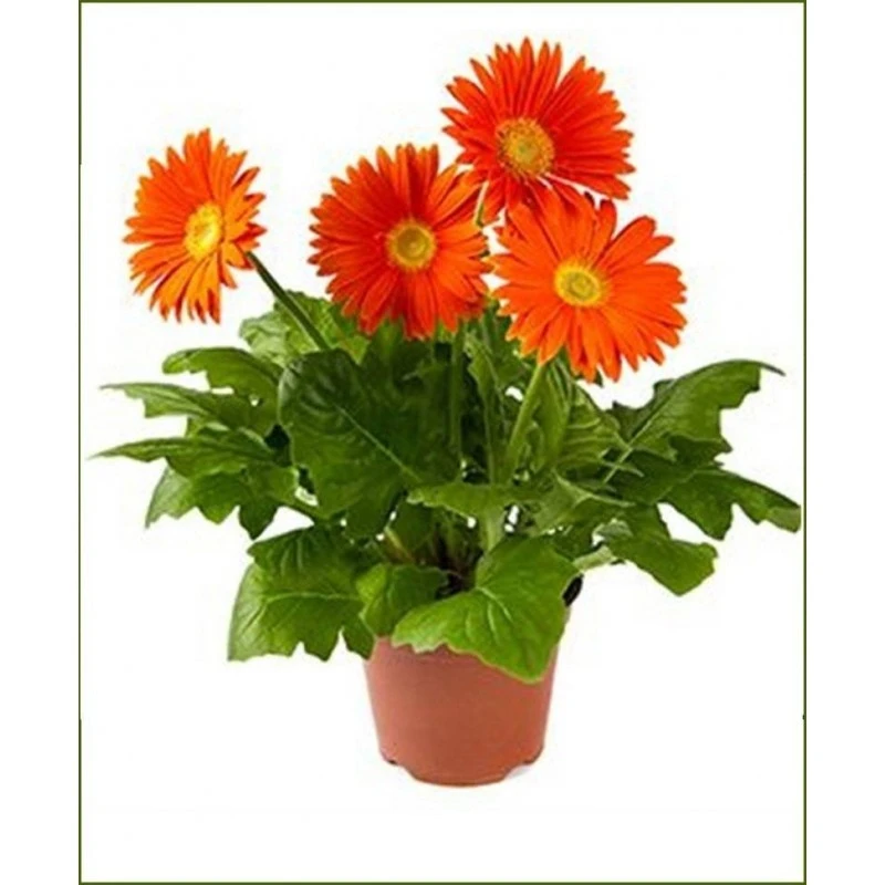 Gerbera Jamesonii 4 Gerbera Jamesonii - Imagen 2