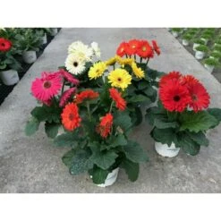 Gerbera Jamesonii 7 Gerbera Jamesonii -Suministros De Jardineria Ventas 2024 gerbera jamesonii 2