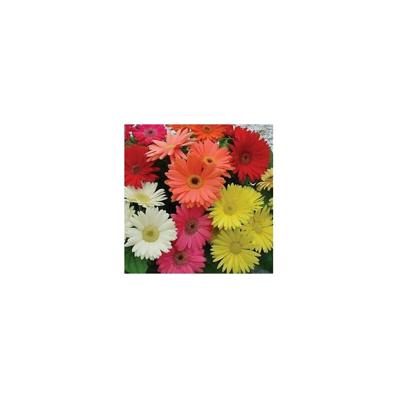 Gerbera Jamesonii 3 Gerbera Jamesonii