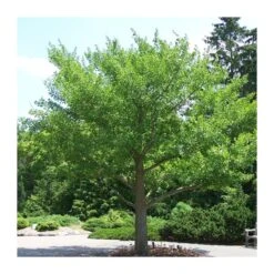Ginkgo Biloba 5 Ginkgo Biloba -Suministros De Jardineria Ventas 2024 ginkgo biloba 1