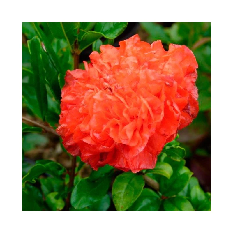 Granado De Flor Maxima Rubra 3 Granado De Flor Maxima Rubra