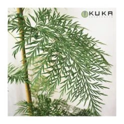 Grevillea Robusta -Suministros De Jardineria Ventas 2024 grevillea robusta 1