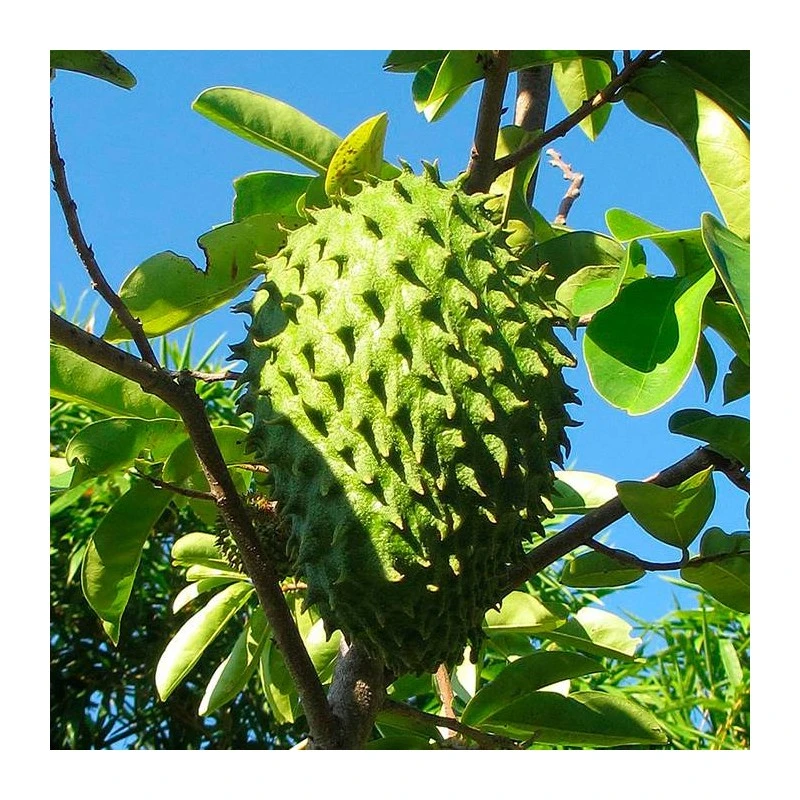 Guanabana 4 Guanabana - Imagen 2