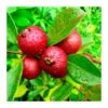 Guayaba Fresa 1 Guayaba Fresa -Suministros De Jardineria Ventas 2024 guayaba fresa
