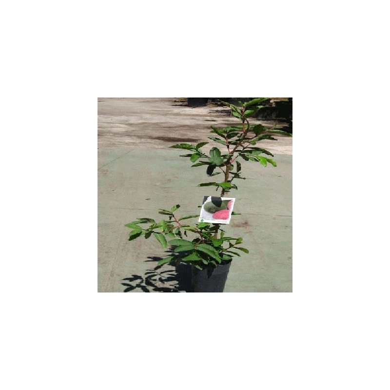 Guayaba Roja 4 Guayaba Roja - Imagen 2