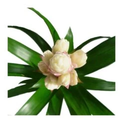 Guzmania Candy -Suministros De Jardineria Ventas 2024 guzmania candy 1