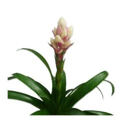 Guzmania Candy -Suministros De Jardineria Ventas 2024 guzmania candy 2