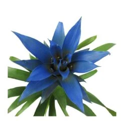 Guzmania Ocean Blue -Suministros De Jardineria Ventas 2024 guzmania ocean blue 1