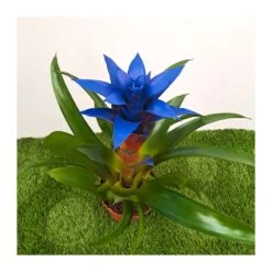 Guzmania Ocean Blue -Suministros De Jardineria Ventas 2024 guzmania ocean blue 3