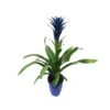 Guzmania Ocean Blue Sin Flor Compra 2 Y Paga 1 -Suministros De Jardineria Ventas 2024 guzmania ocean blue 4