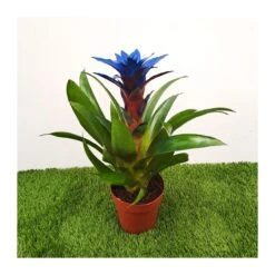 Guzmania Ocean Blue Sin Flor Compra 2 Y Paga 1 -Suministros De Jardineria Ventas 2024 guzmania ocean blue 6