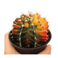 Gymnocalycium Mihanovichii Japan -Suministros De Jardineria Ventas 2024 gymnocalycium mihanovichii japan 1