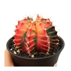 Gymnocalycium Mihanovichii Japan -Suministros De Jardineria Ventas 2024 gymnocalycium mihanovichii japan 2