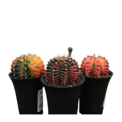 Gymnocalycium Mihanovichii Japan -Suministros De Jardineria Ventas 2024 gymnocalycium mihanovichii japan 3